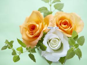 最高ランクの米沢牛が通信販売でお取り寄せ